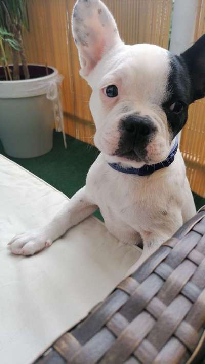 Welpen Bilder !-Beitrag-Bild