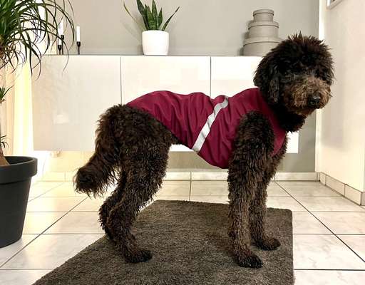 Hundekleidung - Top oder Flop-Beitrag-Bild