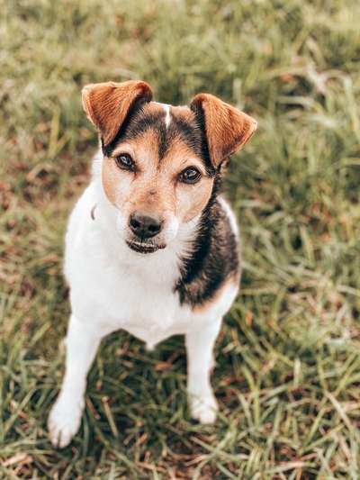 Unsere Fellnasen im Regenbogenland-Beitrag-Bild