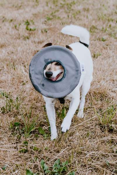 43. Fotochallenge-Zeigt mir eure Ball oder Frisbee verrueckten Hunde-Beitrag-Bild