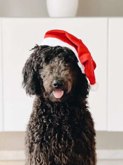 Fotochallenge Nr. 59 - Mein Hund zeigt die Zunge-Beitrag-Bild