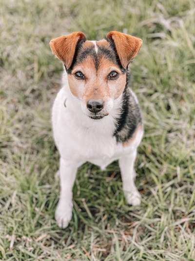 Wo sind die Jack und Parson Russell Terrier?-Beitrag-Bild