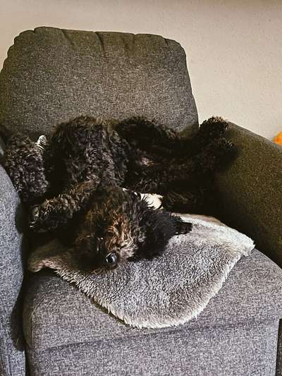 139. Fotochallenge - HUNDEKNOTEN-Beitrag-Bild