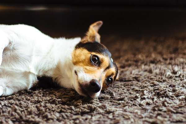 Die Dogorama Kalender Challenge Titelbild-Beitrag-Bild