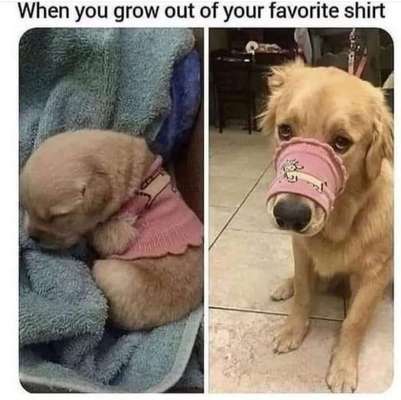 Hier ist der Spaßthread. Zum Schmunzeln und Kaputtlachen-Beitrag-Bild