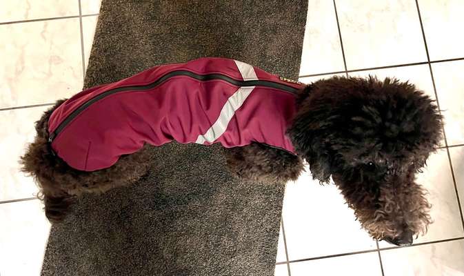 Hundekleidung - Top oder Flop-Beitrag-Bild