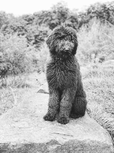 Goldendoodle?-Beitrag-Bild