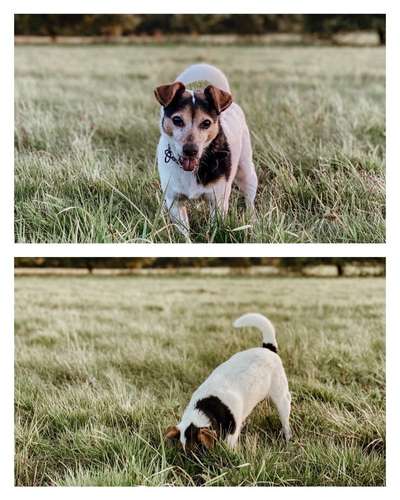 Immer der Nase nach - die schönsten Jagdhund-Bilder-Beitrag-Bild