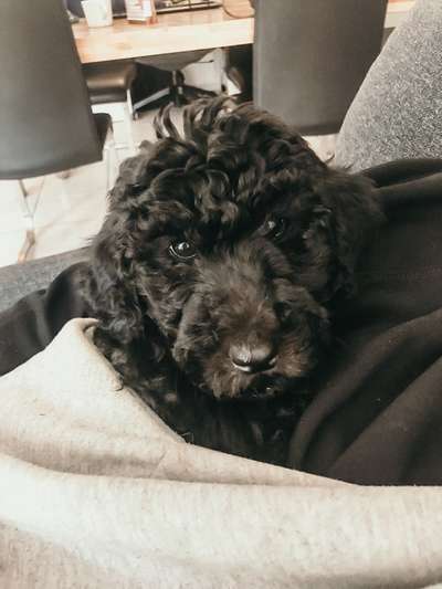 Tragtuch für Welpen-Beitrag-Bild