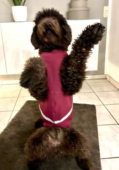 Hundekleidung - Top oder Flop-Beitrag-Bild