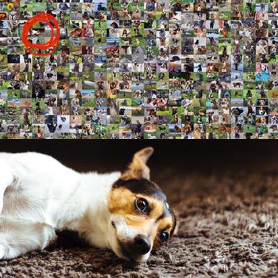 Zeig deinen Hund in der Kalender-Collage-Beitrag-Bild