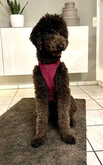 Hundekleidung - Top oder Flop-Beitrag-Bild