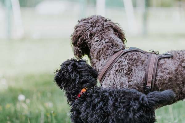 Fotochallenge Nr. 62 Romantische Momente-Beitrag-Bild