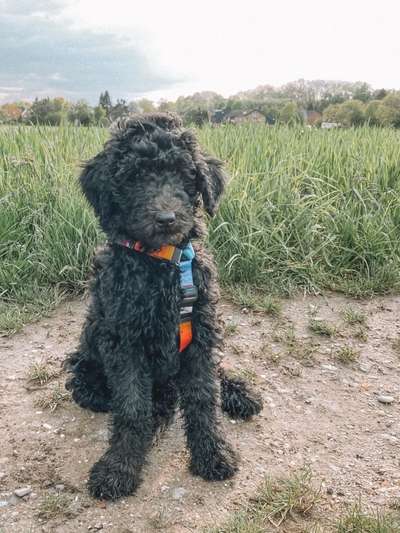 Goldendoodle?-Beitrag-Bild