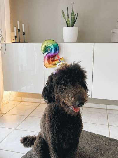 Dogorama Photo Challenge: Ein Bild zum 4. Geburtstag-Beitrag-Bild