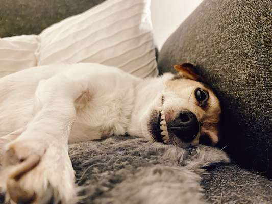 Die Dogorama-Wochen-Challenge "Die schönste Grimasse"-Beitrag-Bild