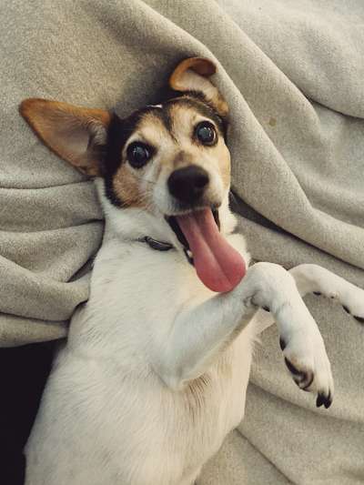 Fotochallenge Nr. 59 - Mein Hund zeigt die Zunge-Beitrag-Bild