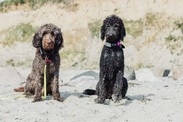 Hunderatgeber - welcher Hund passt zu mir?-Beitrag-Bild