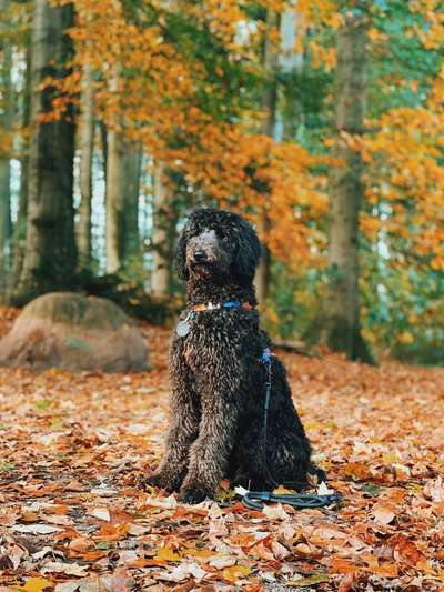 Fotochallenge Nr 55  -  Hund im November--Beitrag-Bild