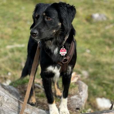 Hundetreffen-Social Walks im Grüneburgpark-Bild