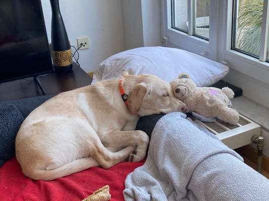 Körbchen / Hundebett-Beitrag-Bild