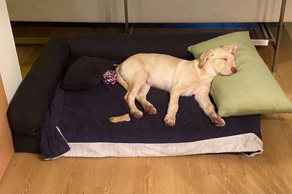 Labradorfans-Beitrag-Bild