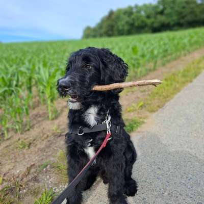 Hundetreffen-Spielen und Hundekontakt-Bild