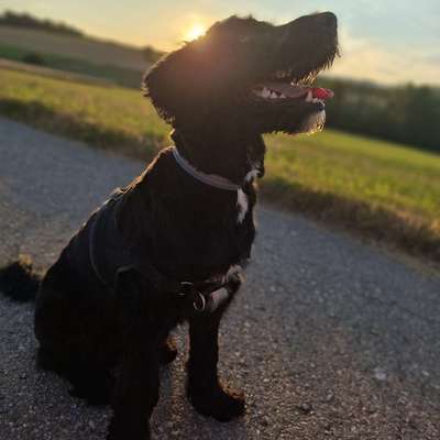 Hundetreffen-Hundebegegnung-Bild
