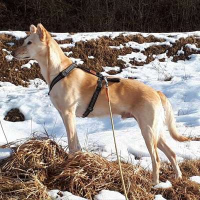 Hunde aus Griechenland-Beitrag-Bild