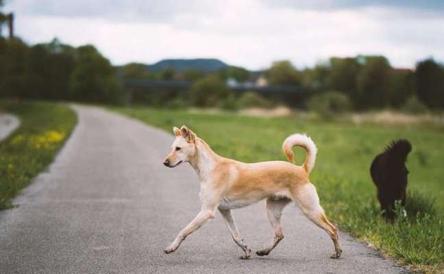 Seltene Rassen!-Beitrag-Bild