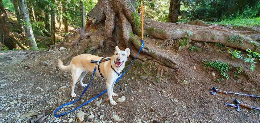 Zeigt mal die schönsten Bilder von euren Hunden !-Beitrag-Bild