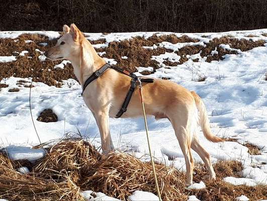 Windhunde - Treffen der besonderen Schönheiten
HERZLICH WILLKOMMEN-Beitrag-Bild