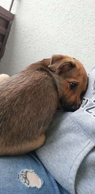 Welpen Bilder !-Beitrag-Bild