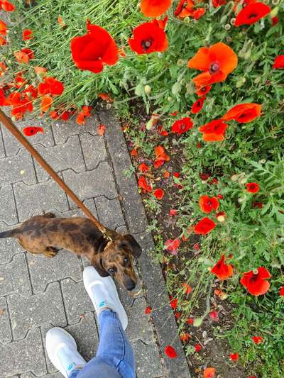 Die Dogorama Monats Challenge "Es grünt und blüht"-Beitrag-Bild