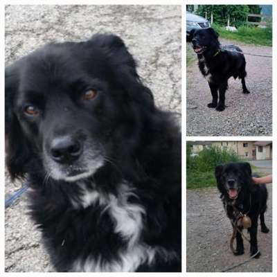 Mischlinge raten - Rätselspaß-Beitrag-Bild