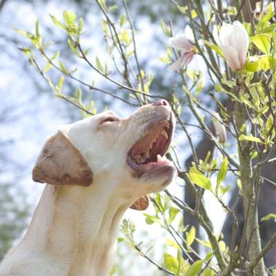 Hundetreffen-Socialwalk, Leinenspaziergang-Bild