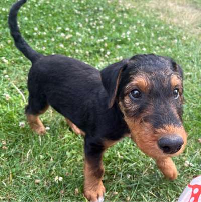 Hundetreffen-Welpenfreunde für unseren Airedale Terrier gesucht!-Profilbild