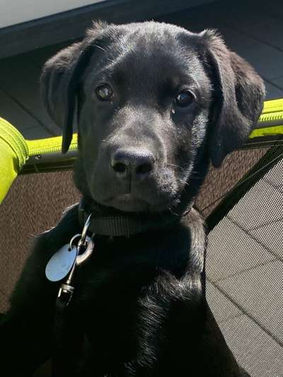 Dogorama Photo Challenge - Hundeblick zum hinschmelzen-Beitrag-Bild