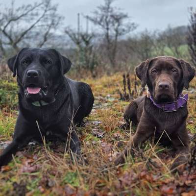 Hundetreffen-Hundefreunde gesucht 🐾-Bild