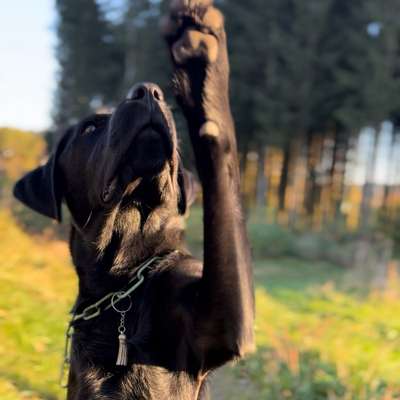 Hundetreffen-Hundetreffen Nähe Lüdenscheid-Bild