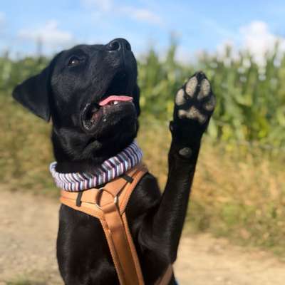 Hundetreffen-Welpentreffen Nähe Lüdenscheid-Bild