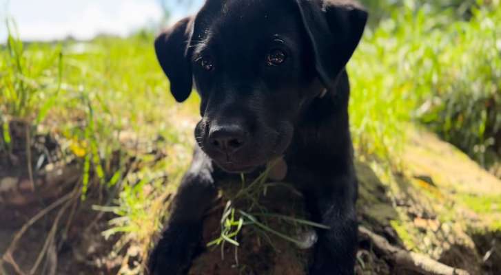 Hundetreffen-Hundefreunde / Spielen (Nähe Lüdenscheid)-Bild