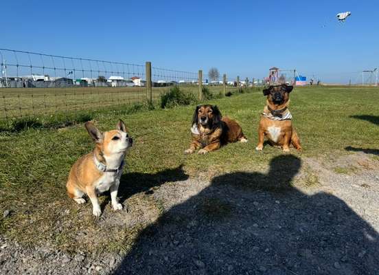 Hundetreffen-Kleine Hundefreunde-Bild