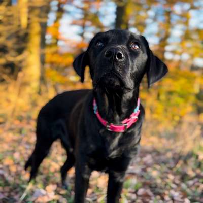 Hundetreffen-Junghundetreffen Nähe Lüdenscheid-Bild