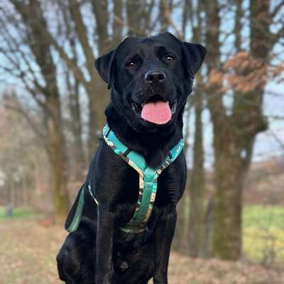 Hundetreffen-Hundefreunde gesucht 🐾-Bild