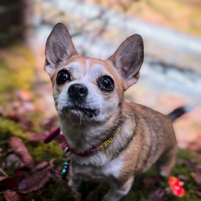 Hundetreffen-Gemeinsames Gassi gehen / kleine Hundefreunde 🫶🏻-Bild