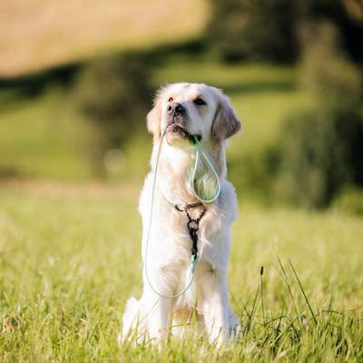 Hundetreffen-Selbstbewusste Hundefreunde (Nähe Lüdenscheid)-Bild