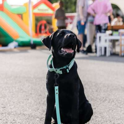 Hundetreffen-Hundetreffen Nähe Lüdenscheid-Bild