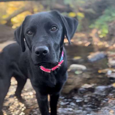 Hundetreffen-Junghundetreffen Nähe Lüdenscheid-Bild