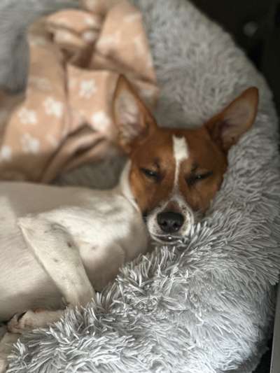 Jack Russel-Beitrag-Bild